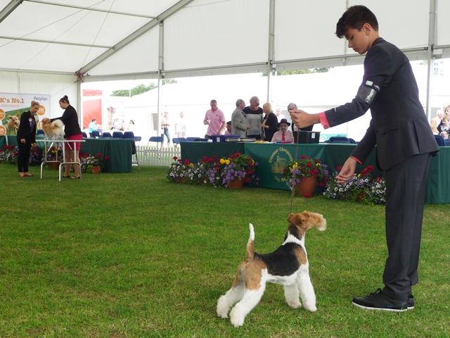 Glatthaar Foxterrier Luna v.d. Bismarckquelle